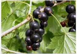 Cassis très bon