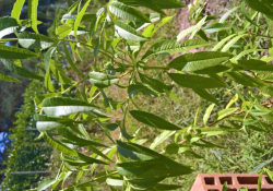 VERVEINE CITRONNELLE