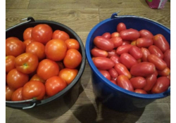 TOMATES