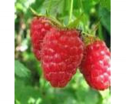 FRAMBOISE