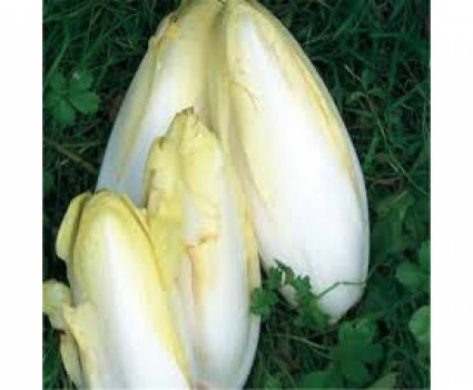 Endives