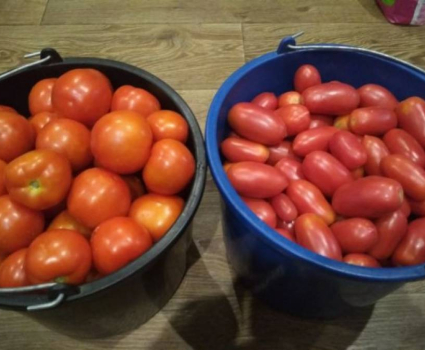 TOMATES