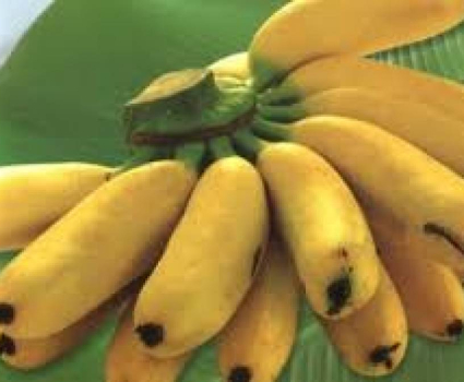 les petites bananes