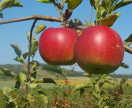 Pommes bio non traitees