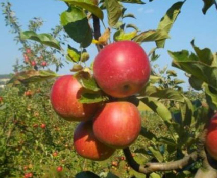 Pommes bio non traitees