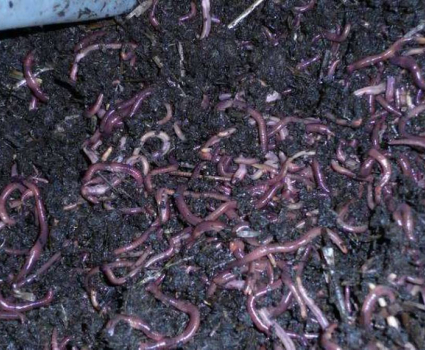 200 LOMBRICS VERS composteur(compost)